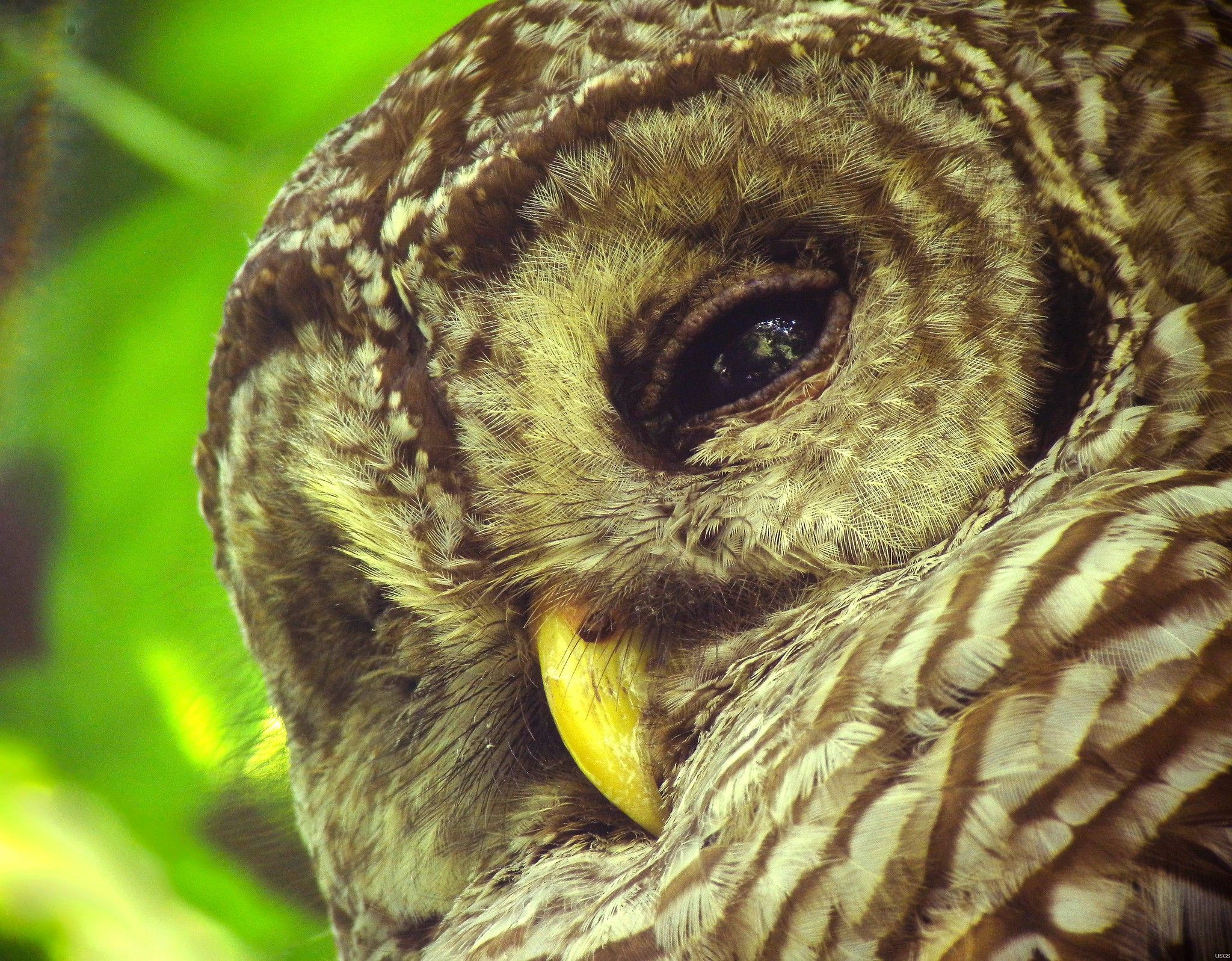 Owl image